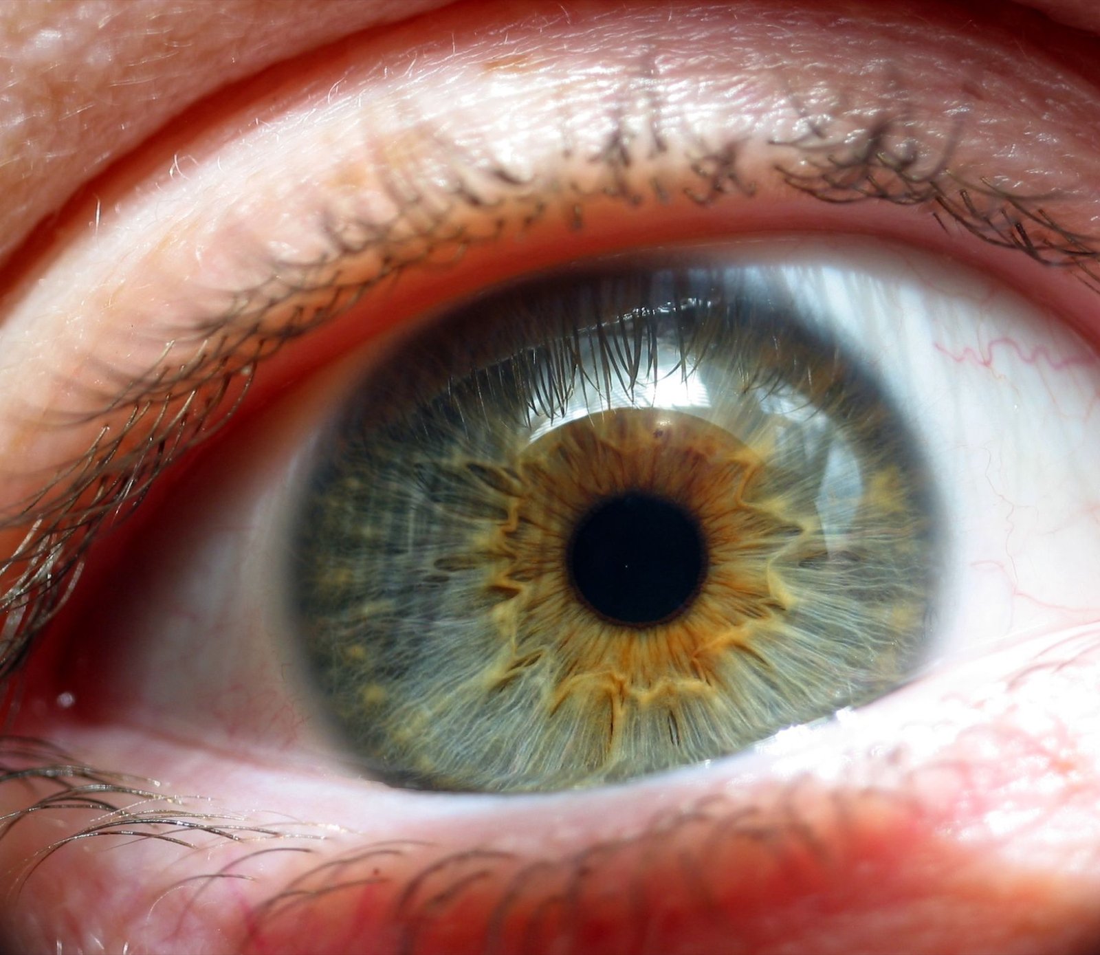 Detalle macro de un iris humano